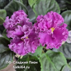 ЛФ-Сладкий Пион